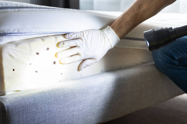 Best Wasp Removal Services  in Bexley, OH